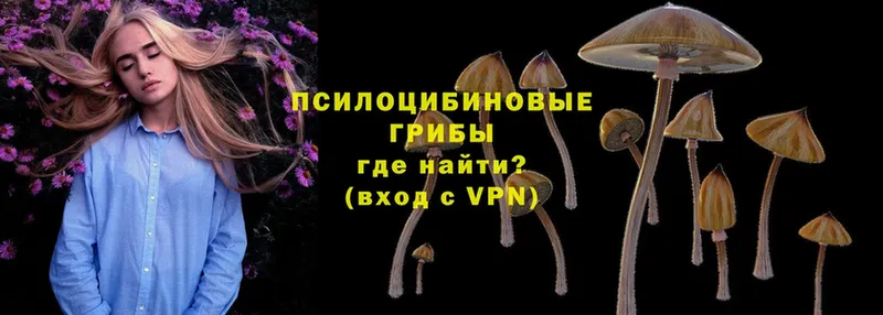 наркотики  Куйбышев  Галлюциногенные грибы Magic Shrooms 